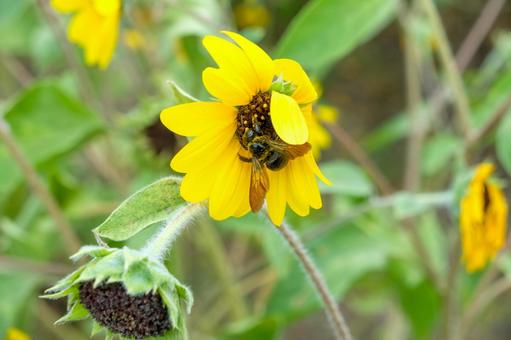 ヒマワリで蜜を集める蜂の写真
