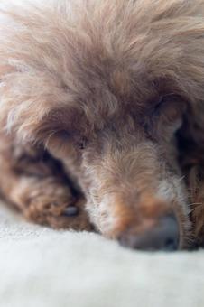 眠るトイプードルの正面顔_縦 犬,トイプードル,動物の写真素材