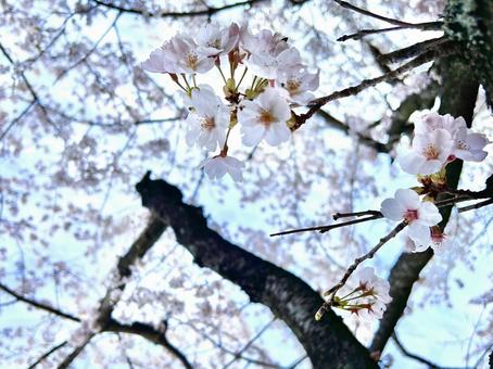 桜 桜の写真
