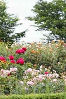 バラ園 バラ園の写真