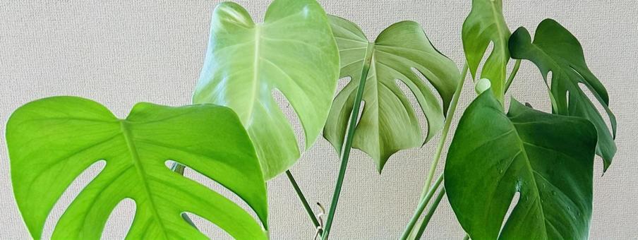 モンステラ モンステラ モンステラ,観葉植物,植物の写真素材