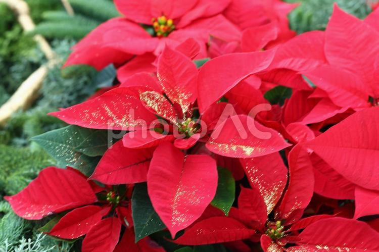 ポインセチア ポインセチア,クリスマス,赤の写真素材