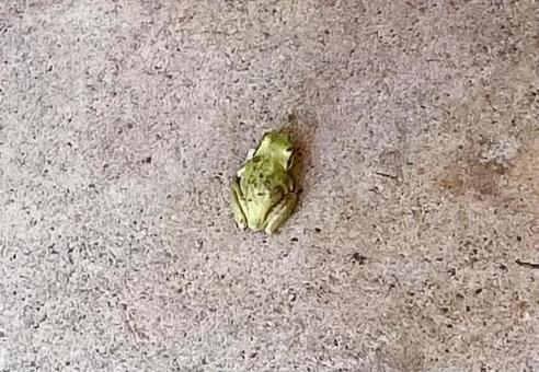 緑のカエル 緑のカエルの写真