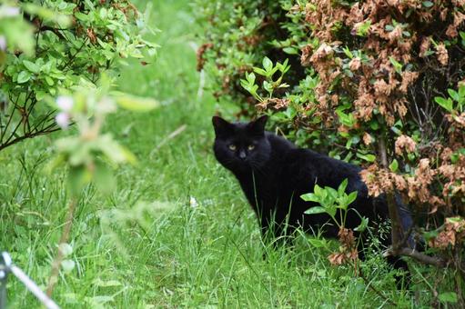 野良猫 猫,野良猫,屋外の写真素材