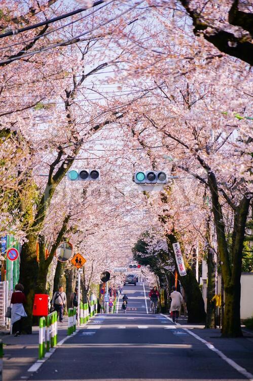 世田谷区桜新町の桜並木道 世田谷,桜新町,桜並木の写真素材