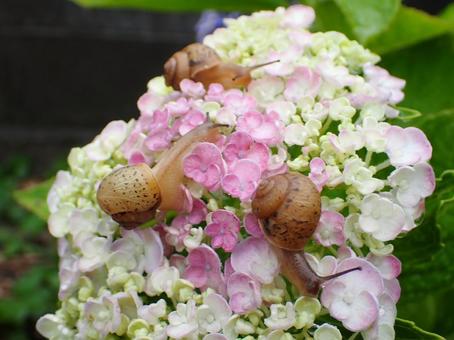 カタツムリとアジサイ カタツムリとアジサイの写真