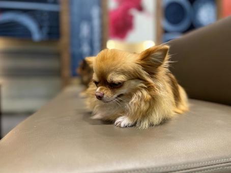 チワワ寝る チワワ寝るの写真
