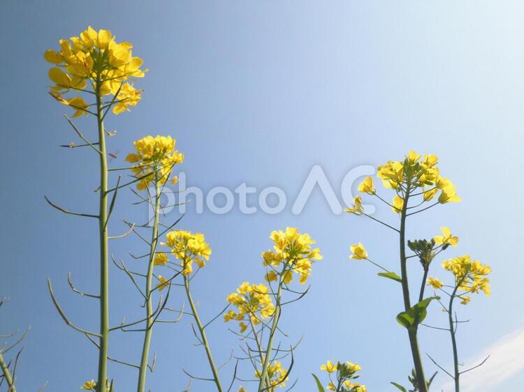 青空の菜の花 青空,菜の花,春の写真素材