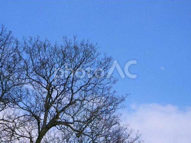 空　雲　青い空　白い雲　美しい　綺麗　冬 plants,青空,晴天の写真素材