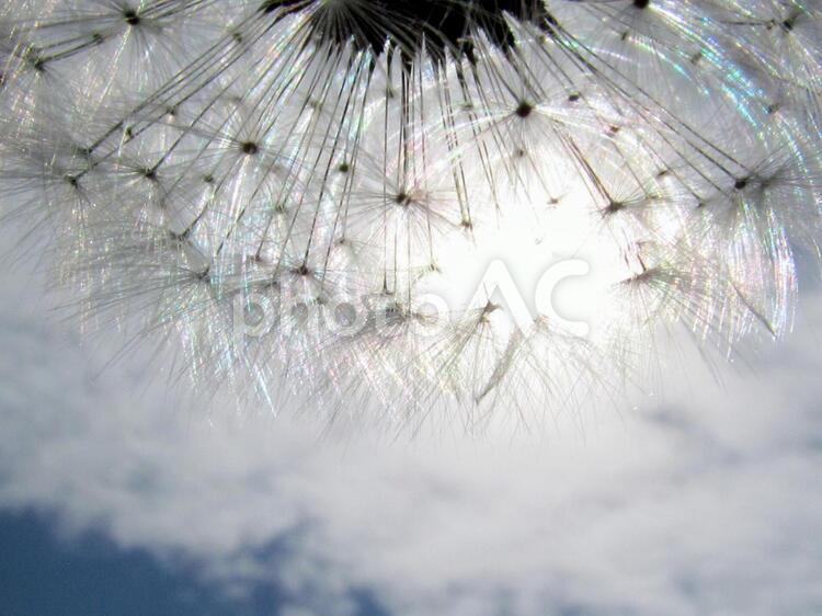 たんぽぽのわたげと青空 たんぽぽ,季節,春の写真素材