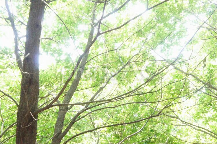 木漏れ日 木漏れ日,木,森の写真素材
