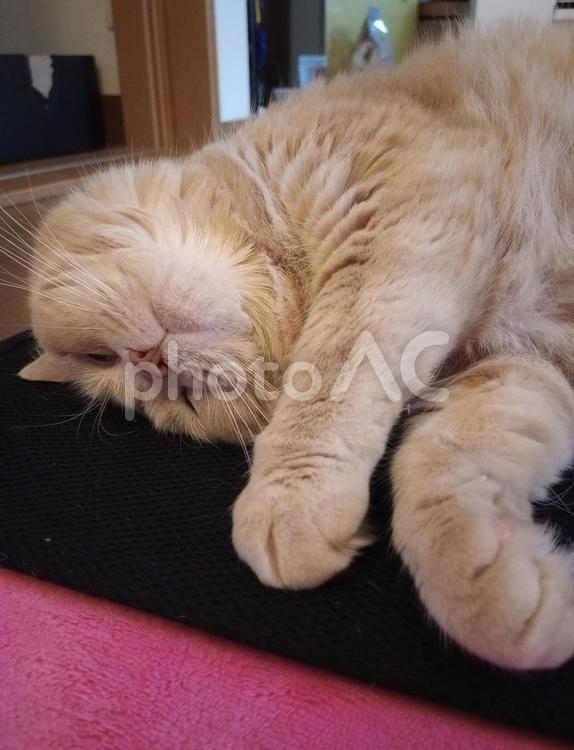 うちのネコさま　まったり昼寝 ネコ,猫,昼寝の写真素材