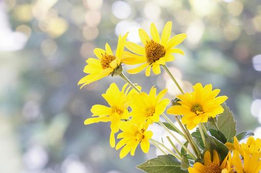 夏の終わりのヒメヒマワリ窓辺の光を受けて 夏の終わりのヒメヒマワリ窓辺の光を受けて ヒメヒマワリ,キク科,黄色の花の写真素材