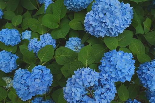 沢山の青い紫陽花 沢山の青い紫陽花 紫陽花,青い,6月の写真素材