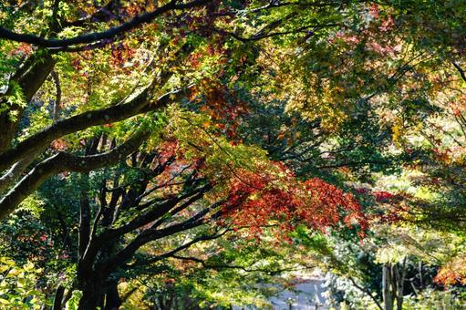 神戸市立森林植物園　紅葉の始まり 兵庫県,神戸市,北区の写真素材