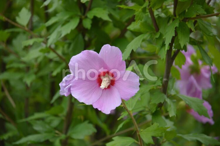 雨上がりの紫のむくげの花 花,むくげ,露の写真素材