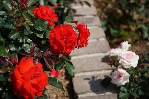 Photo, hyōgo prefecture, aramaki rose park, early summer, 