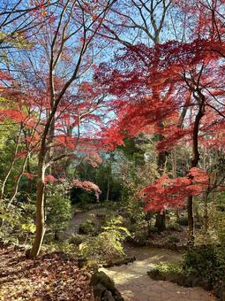 紅葉(三島市立公園楽寿園) 紅葉(三島市立公園楽寿園) 紅葉,もみじ,楓の写真素材