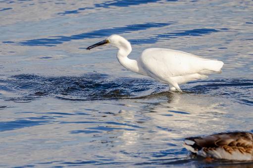 コサギの狩り⑿ 鳥,コサギ,狩りの写真素材