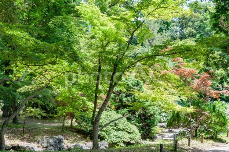 公園内の林 林,木々,木の写真素材