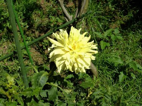 草地で開花した黄色いダリアの花 草地で開花した黄色いダリアの花 ダリア,花,植物の写真素材