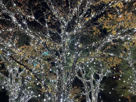 クリスマス クリスマス イルミネーション,クリスマス,冬の写真素材
