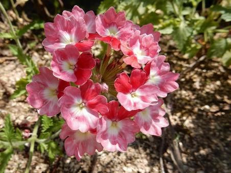 【花の写真】バーベナ 【花の写真】バーベナ バーベナ,花,植物の写真素材