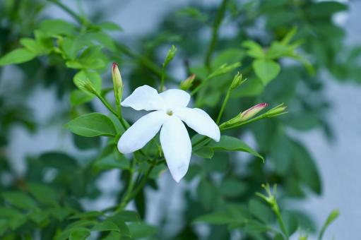 Photo, jasmine, herbs, flower, 