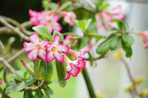 鮮やかさ満点のピンクの花の写真