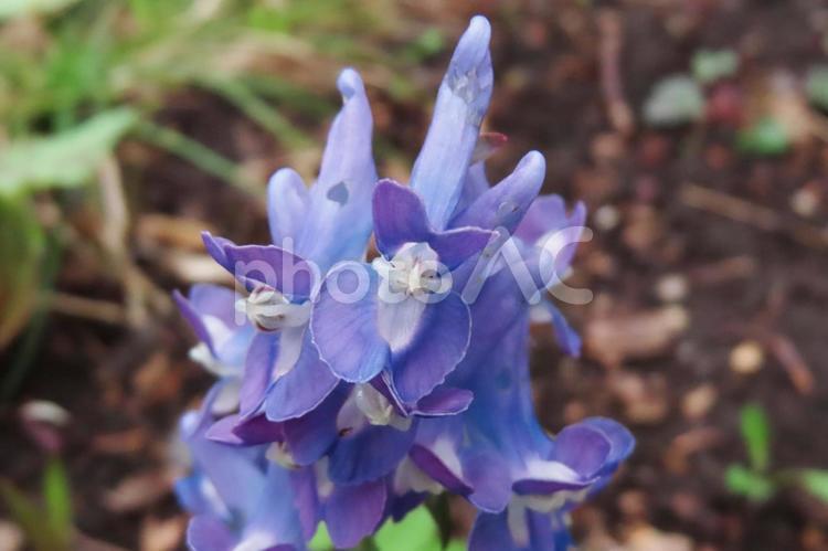 エゾエンゴサク スプリング・エフェメラル,エンゴサク,延胡策の写真素材
