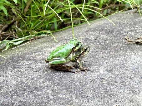 交尾中のニホンアマガエル 交尾中のニホンアマガエル アマガエル,カエル,交尾の写真素材