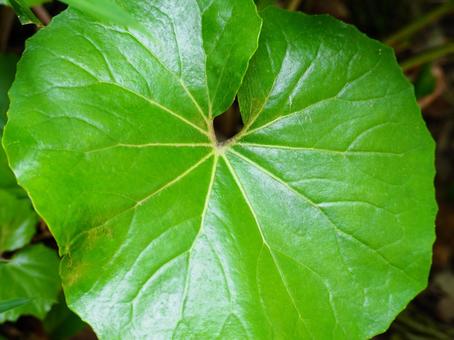 フキの葉 フキ,葉,緑の写真素材