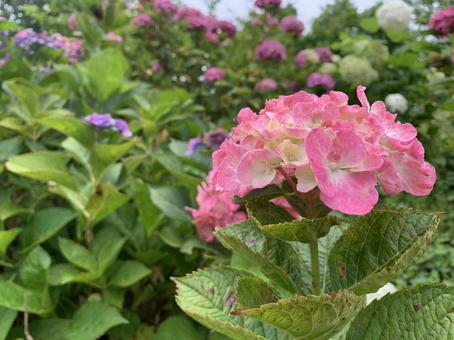 紫陽花の写真