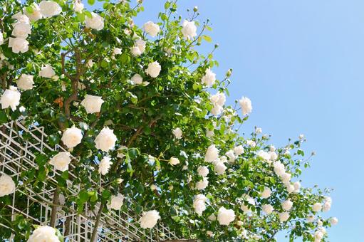 薔薇 ホワイトクリスマス 薔薇 ホワイトクリスマス 薔薇,ホワイトクリスマス,白の写真素材