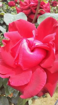 薔薇 薔薇の写真