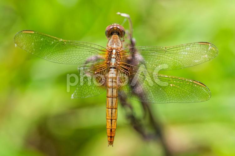 後翅の片側が破れているショウジョウトンボ ショウジョウトンボ,猩々蜻蛉,メスの写真素材