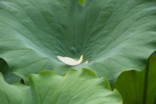 Lotus, JPG