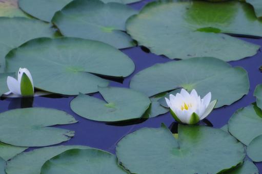 Water lily, JPG