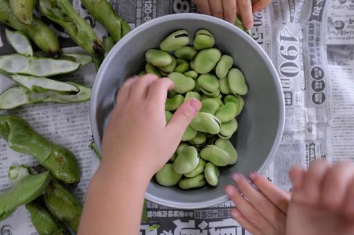 Photo, beans, harvest experience, cultivation, 