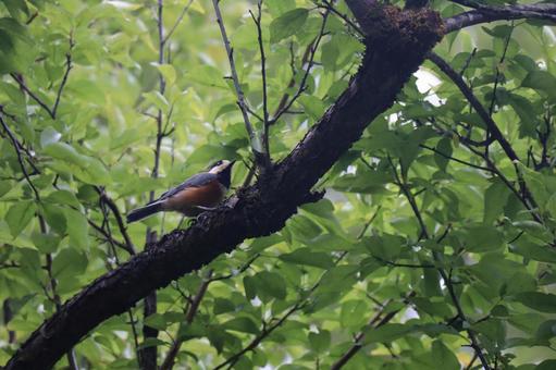 Varied tit on a tree branch with green leaves, green, leaf, wood, JPG