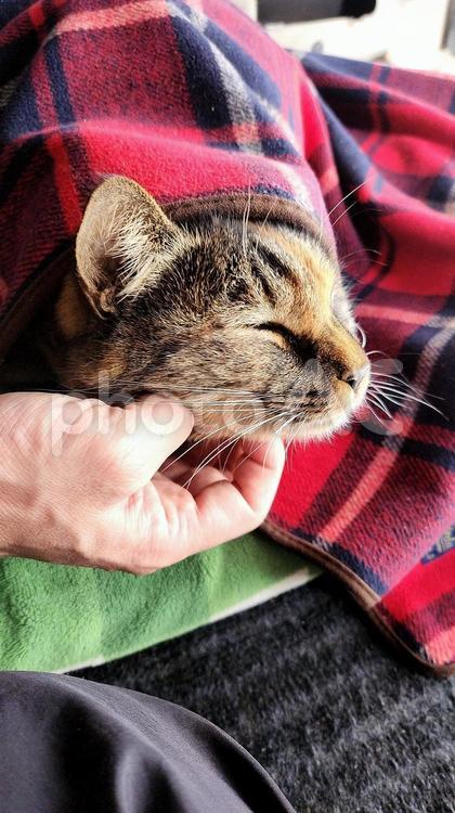 しあわせの麦わら猫(冬の毛布編) ねこ,猫,ネコの写真素材