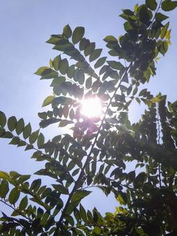 残暑 残暑の写真