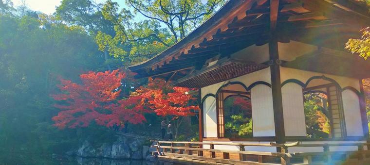 和歌山城と紅葉の日本庭園 紅葉,和歌山城,庭園の写真素材