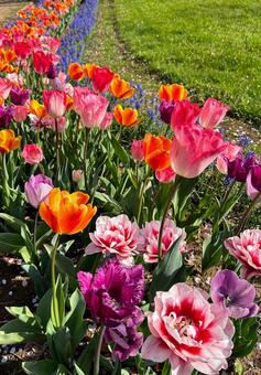 チューリップ チューリップ,花,赤の写真素材