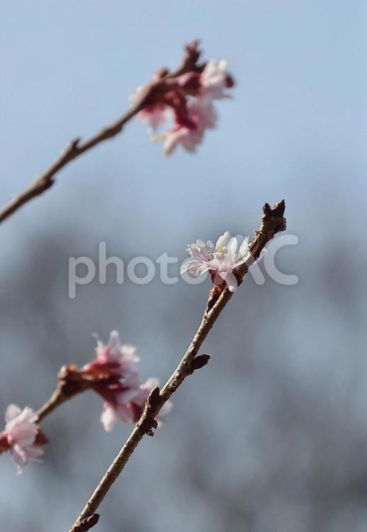 晴天の中の桜 植物,花,冬の写真素材
