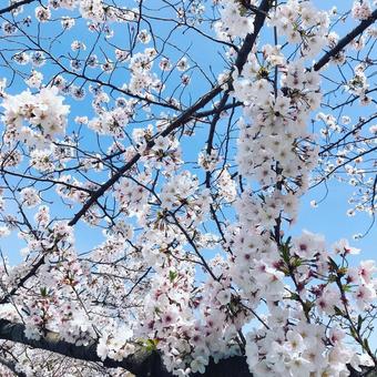 青い空と桜 青い空と桜の写真