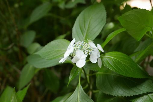 White hydrangea, JPG White hydrangea, JPG