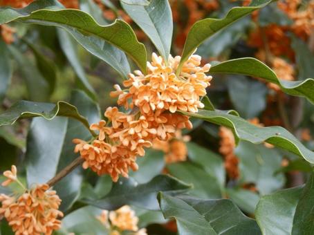 【花の写真】キンモクセイ（金木犀） キンモクセイ,金木犀,植物の写真素材