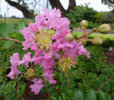 初夏の花サルスベリ004の写真