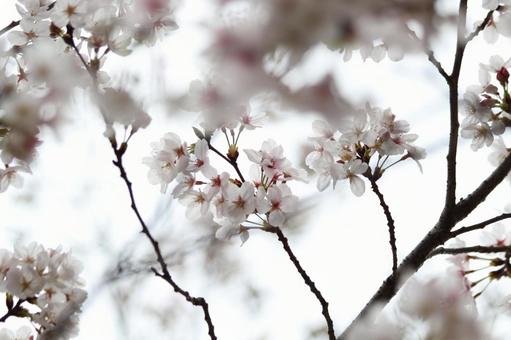 桜 桜の写真